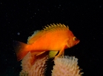 2009_071820090718富戸0093.JPG