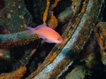 Rs[ 〜 2011_1204吣0034.JPG